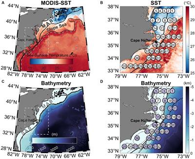 Nitrogen uptake rates and phytoplankton composition across contrasting North Atlantic Ocean coastal regimes north and south of Cape Hatteras